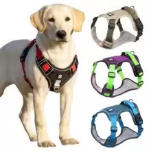 DogStrap